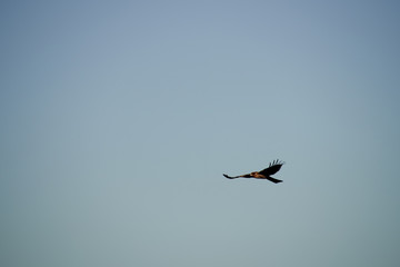 a brown eagle flying in the sky