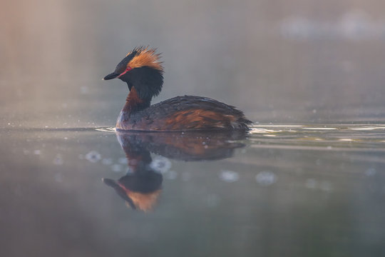 Early morning horned grebe