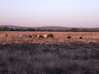 Fototapeta na wymiar Antelope landscape