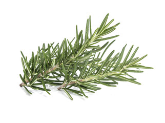 Fototapeta premium Rosemary isolated on white background