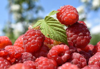 Background of juicy raspberries on the sky background