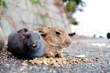 cute wild bunny rabbits in japan's rabbit island, okunoshima