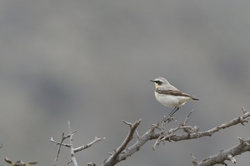 Northern Wheatear or Wheatear - Oenanthe oenanthe, Crete 