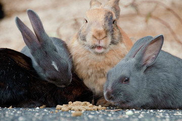 cute wild bunny rabbits in japan's rabbit island, okunoshima