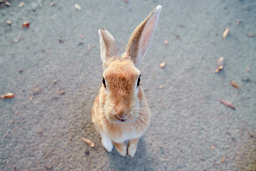 cute wild bunny rabbits in japan's rabbit island, okunoshima