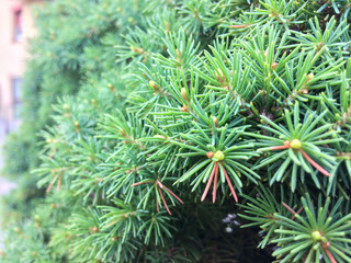 Naklejka na ściany i meble Close-up pine needles background