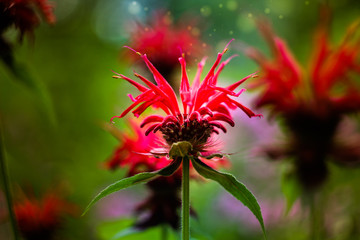 red flower