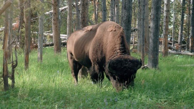 American buffalo or bison in Yellowstone National Park grazing on grass in side forest.