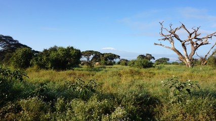 kilimanjaro and kenyan landscape