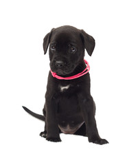 one-month-old cane corso puppy