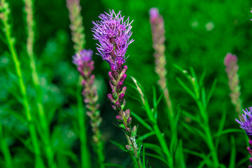 Purple Flowers in Garden in Summer