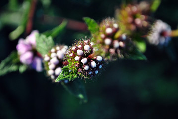Salvia officinalis pink buds and green leaves on stem, dark soft bokeh background, close up macro detail