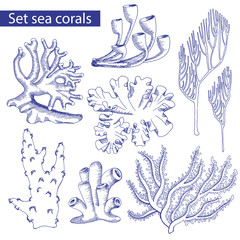 set of corals. Sketch. Underwater plants. Vector