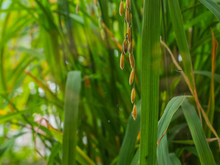 Close up rice,Golden rice fields
