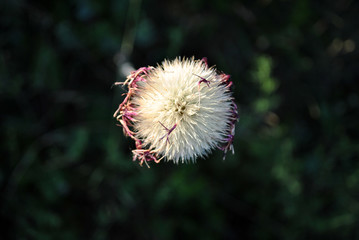 White withered flower of purple cornflower, soft bokeh of dark green grass, top view