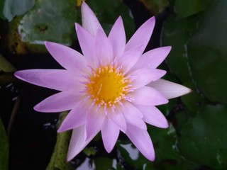 Purple lotus, yellow pollen, peace of mind