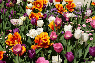 Tulips in bloom, beautiful white, pink, purple and yellow tulips	in garden