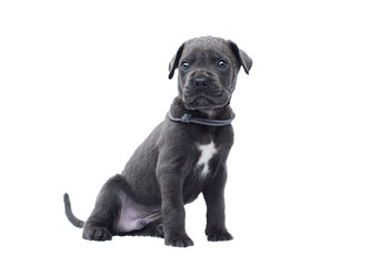 one-month-old cane corso puppy