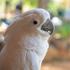 White cockatoo side portrait © AlessandraRC