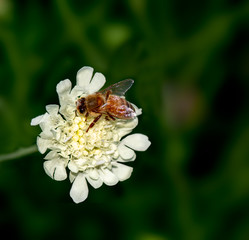Bee polinating white Scabiosa flower in nature selective focus