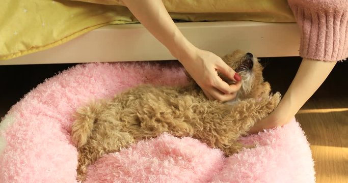 Young woman stroking cute poodle puppy on pink cushion