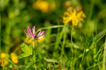 Flowering red clover. Close-up shot