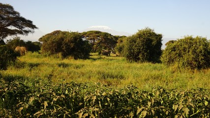 Obraz premium kilimanjaro and kenyan landscape