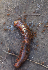 The carcass of millipede is ate by many ants.