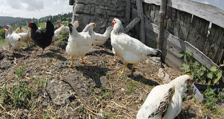 poultry farm with many hens