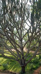 Fototapeta premium big cactus in kenya