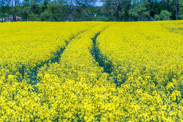 Obraz premium Beautiful summer field with flowering yellow rapeseed