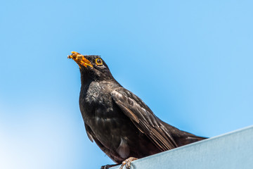 Cute common blackbird sitting on a roof with food in a beak
