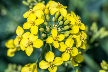 Beautiful summer field with flowering yellow rapeseed