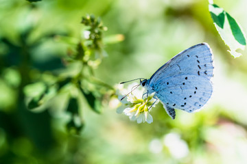 A beautiful white butterfly feeding a nectar on a small white flower
