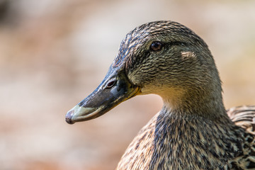 Portrait of duck from profile