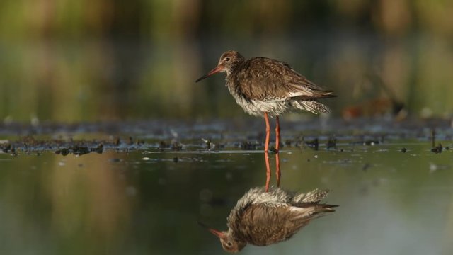 Tringa totanus - Common Redshank in the colorful water pond, cleaning, washing and feeding