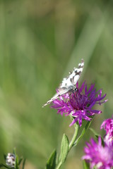 papillon