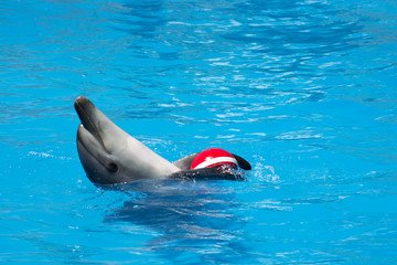 A trained dolphin holds the ball
