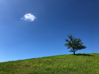 Fototapeta na wymiar 丘の上に立つ木と青空と雲