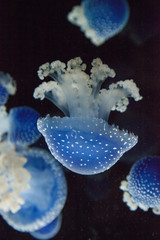 Blue colored Australian spotted jellyfish Phyllorhiza punctata © SailingAway