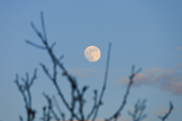 Spooky branch silhouettes on the moon background.