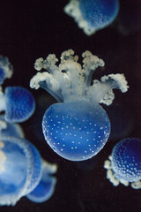 Blue colored Australian spotted jellyfish Phyllorhiza punctata © SailingAway