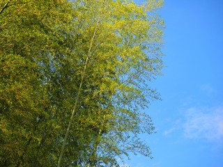 bamboo blue sky