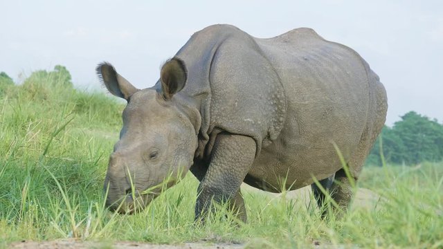 Rhino eats green grass. Chitwan national park in Nepal.