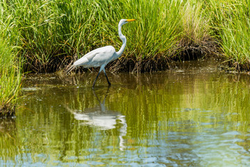 Egret Wading