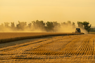Fototapeta premium Combine harvester harvests grain in the field at sunset. Behind him is a cloud of dust. 