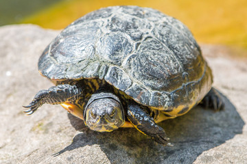 Gelbwangen Schmuckschildkröte,  Gelbbauch-Schmuckschildkröte (Trachemys scripta scripta)