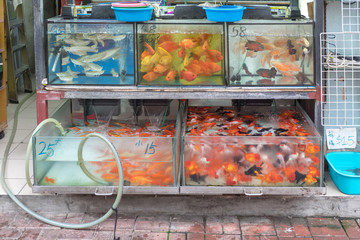 Goldfish in Aquarium