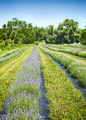 Fototapeta na wymiar Lavender field, Ontario, Canada