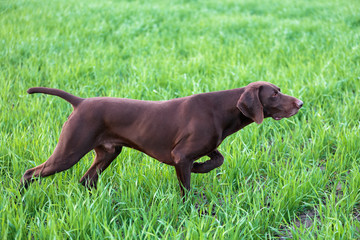 A young muscular brown hunting dog is standing in a point in the field among the green grass. A spring warm day. German Shorthaired Pointer.